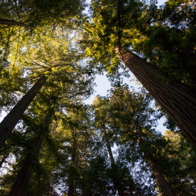 Redwood Forest (2019)