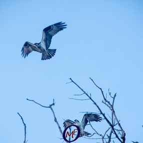 belvoir-osprey