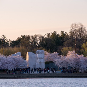 The Cherry Blossom Festival 2016