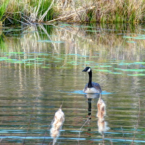 newport-news-park